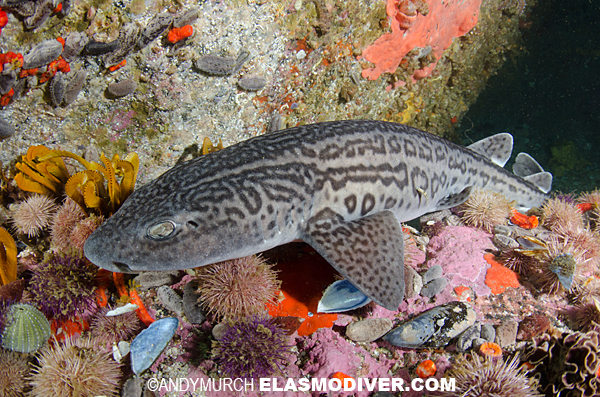 catshark plush